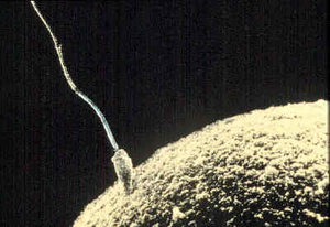 figsB/sperm-egg.jpg
